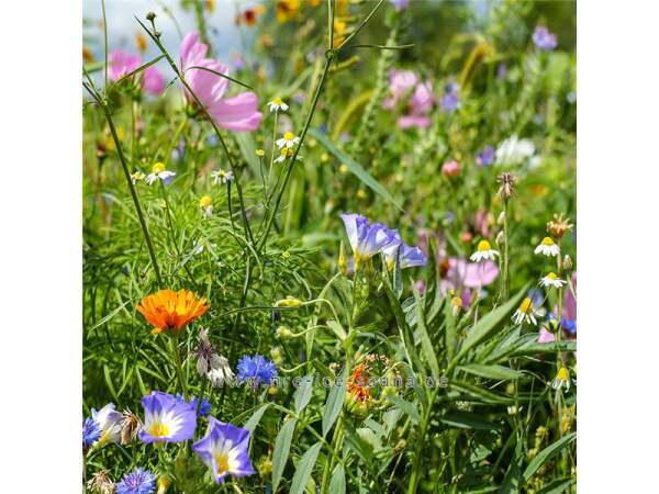 Duftölkonzentrat für Raumbeduftung, Sommerwiese 1l